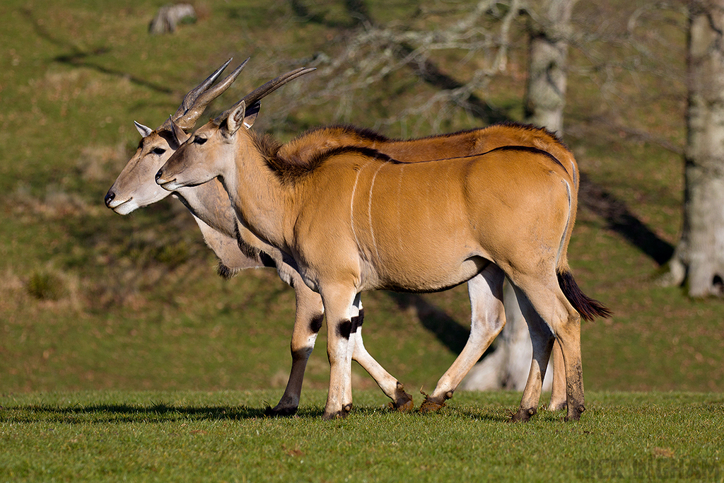Common Eland Antelope