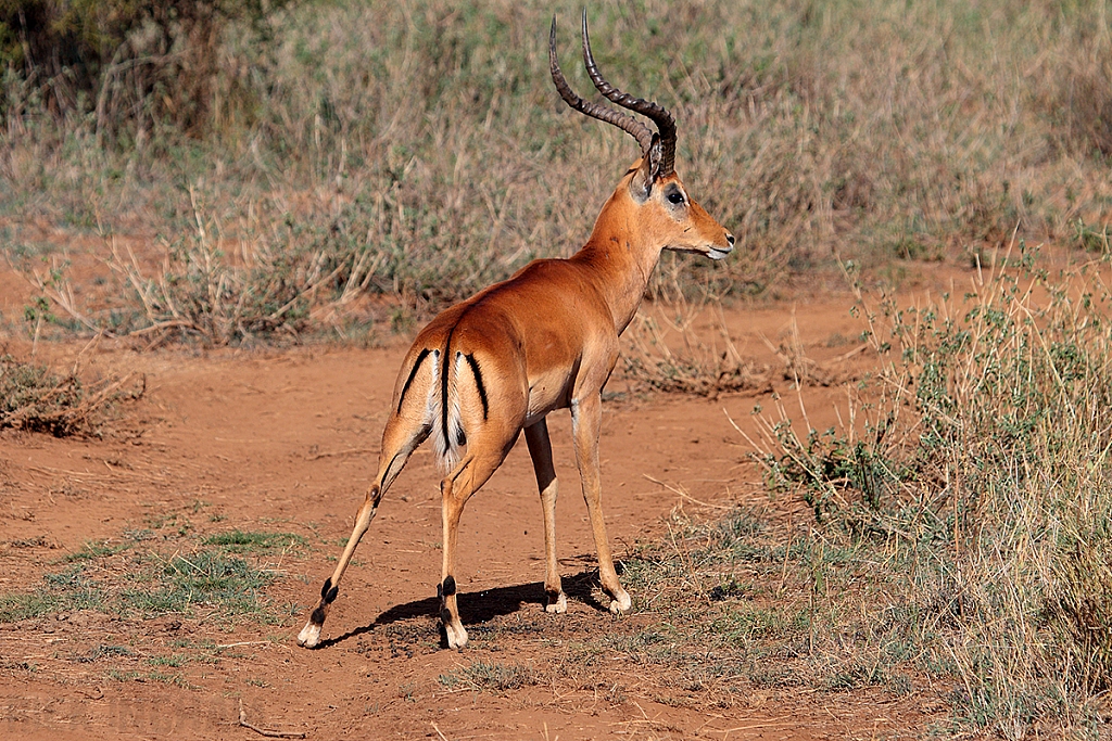 Impala | Male