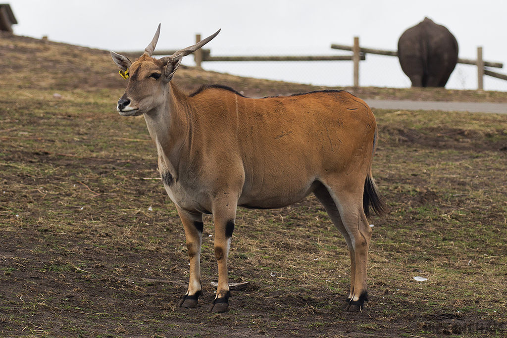Common Eland Antelope