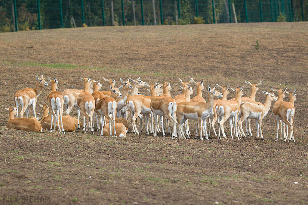 Blackbucks / Indian Antelope