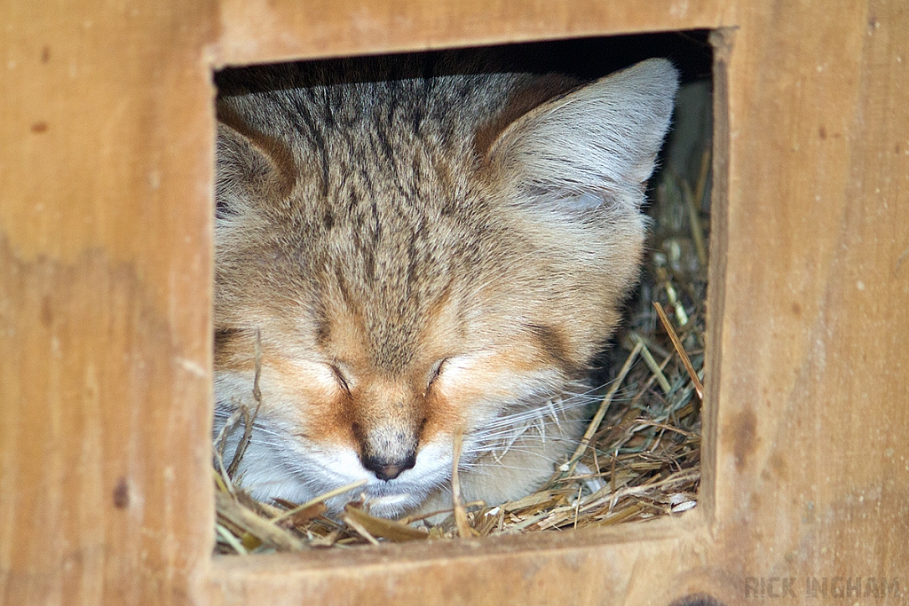 Arabian Sand Cat