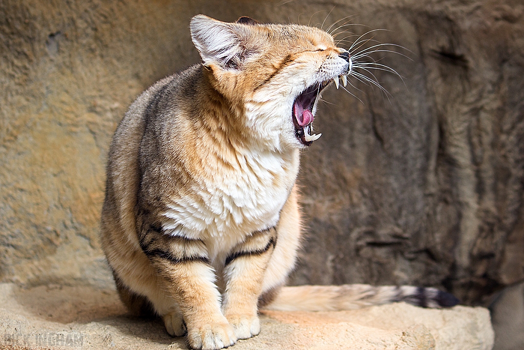 Arabian Sand Cat