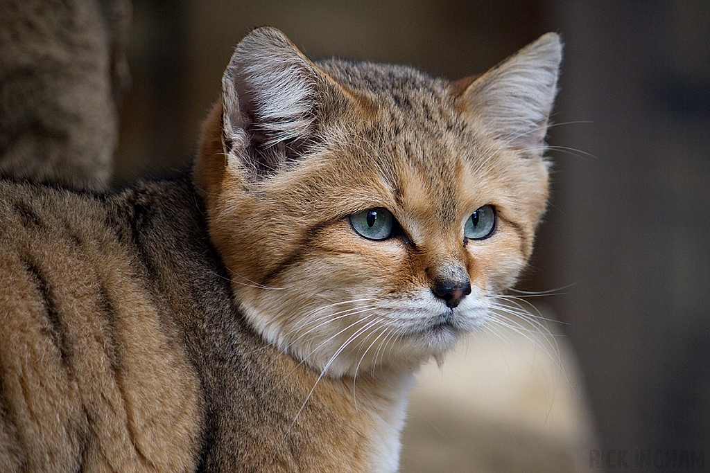 Arabian Sand Cat