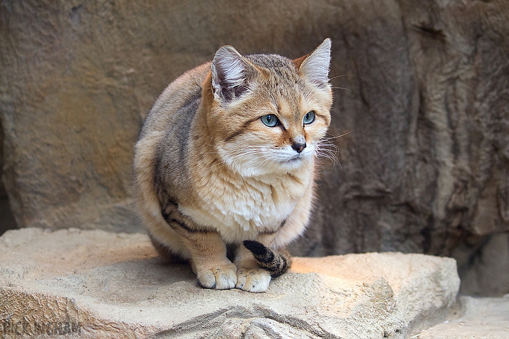 Arabian Sand Cat