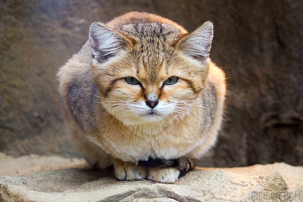 Arabian Sand Cat