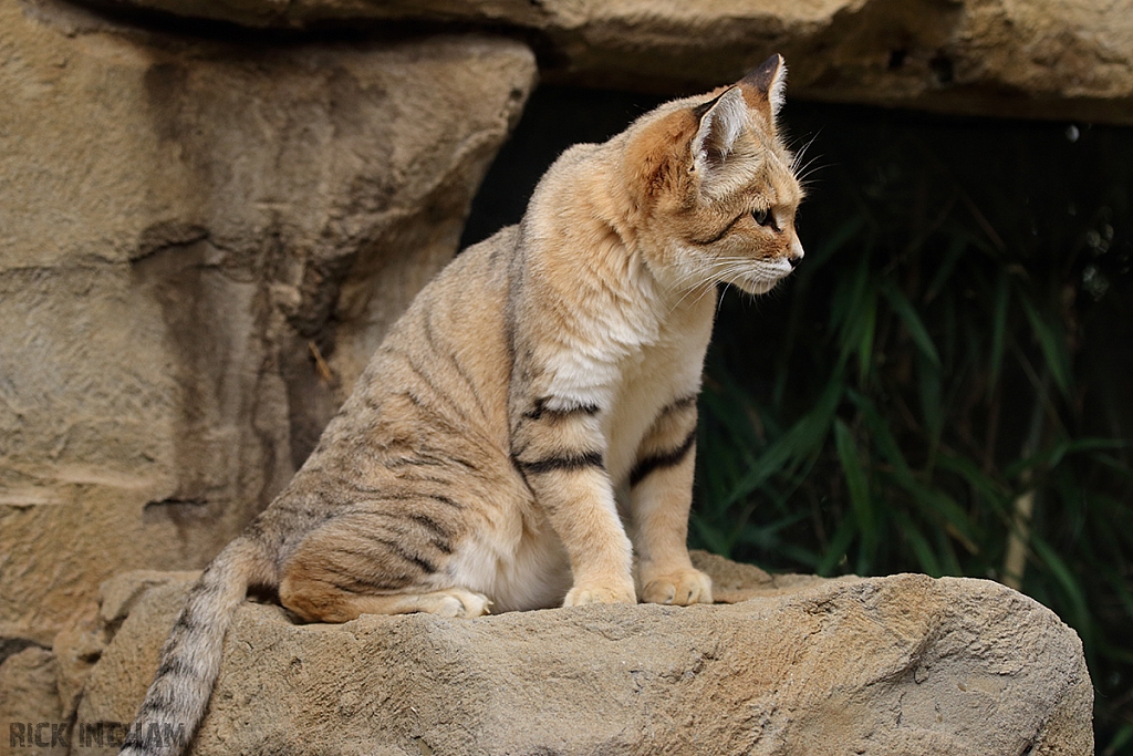 Arabian Sand Cat