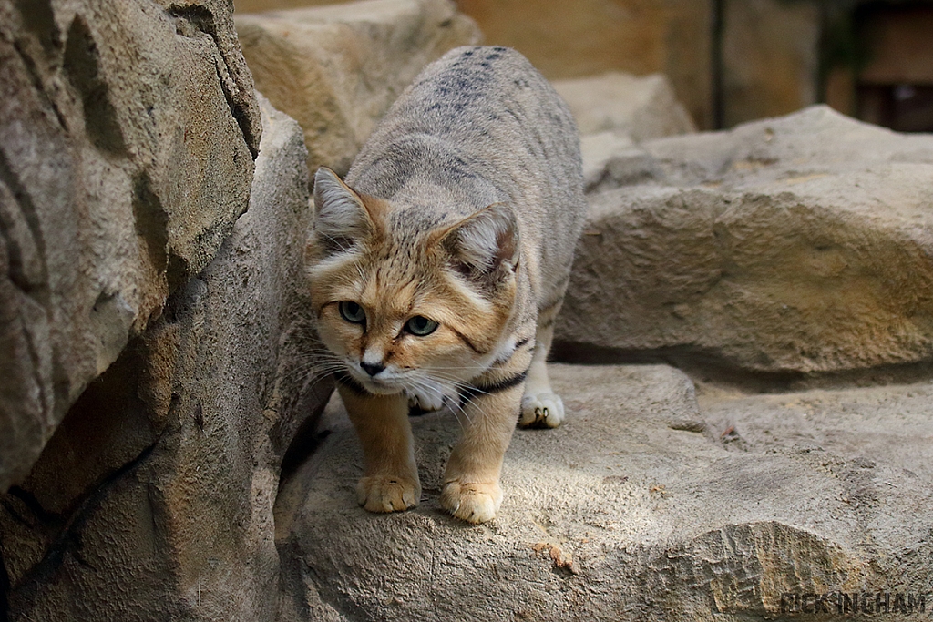 Arabian Sand Cat