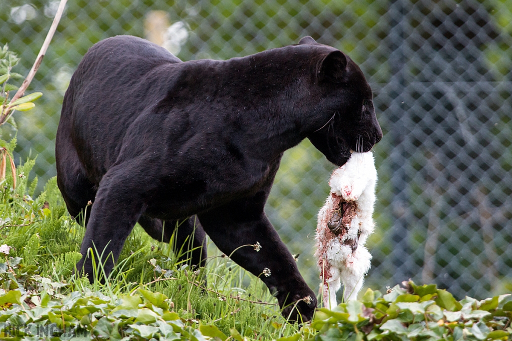 Black Jaguar