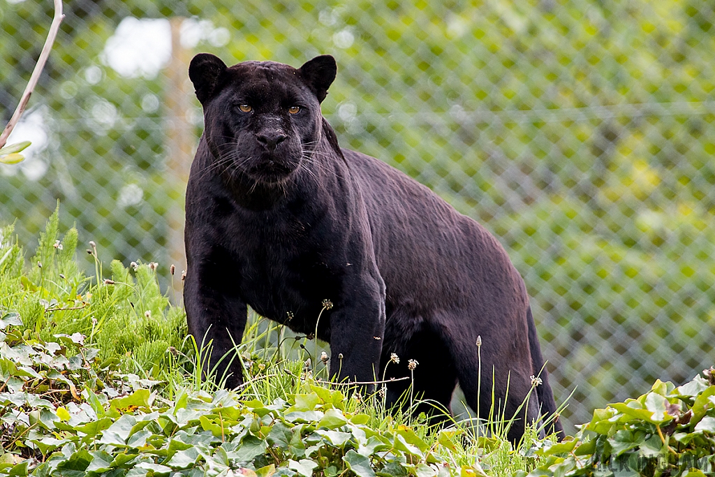 Black Jaguar