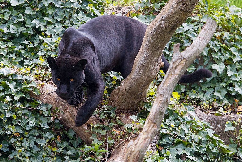 Black Jaguar