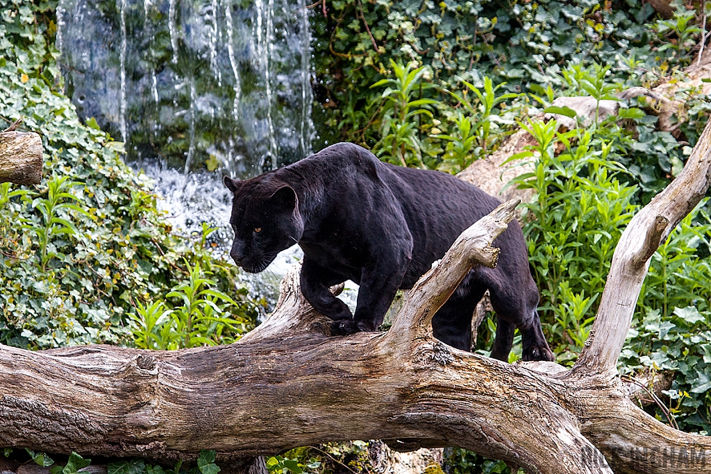 Black Jaguar