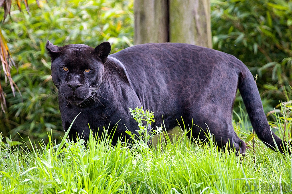 Black Jaguar