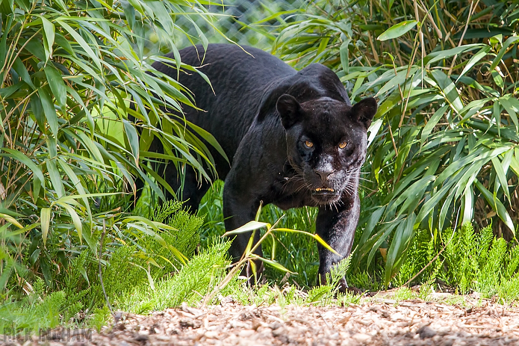 Black Jaguar