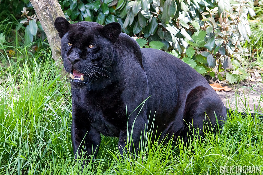 Black Jaguar