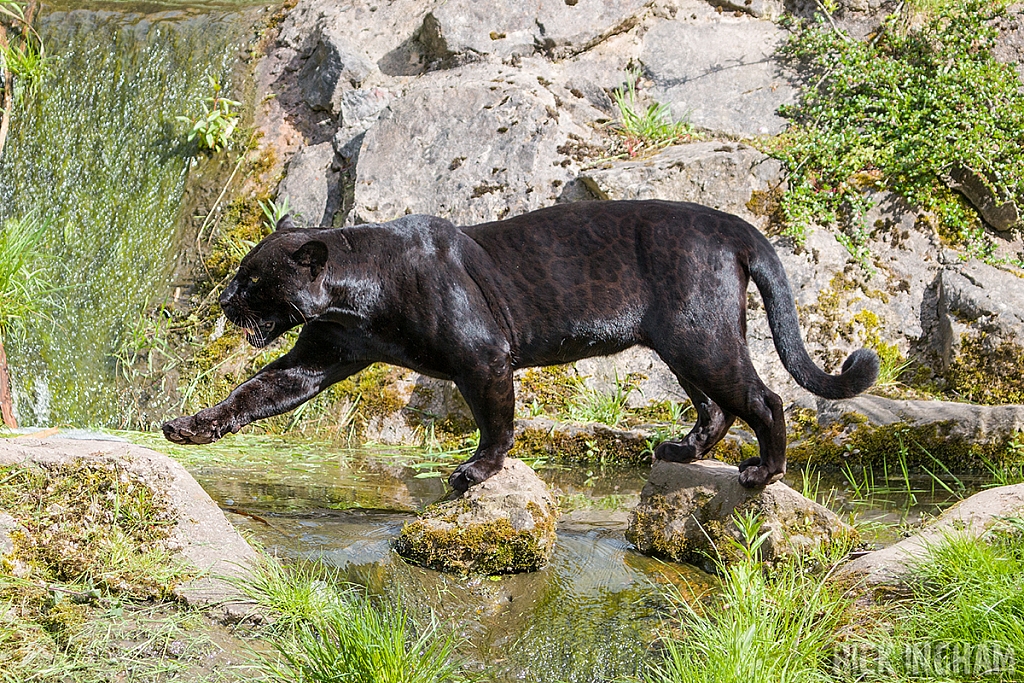 Black Jaguar