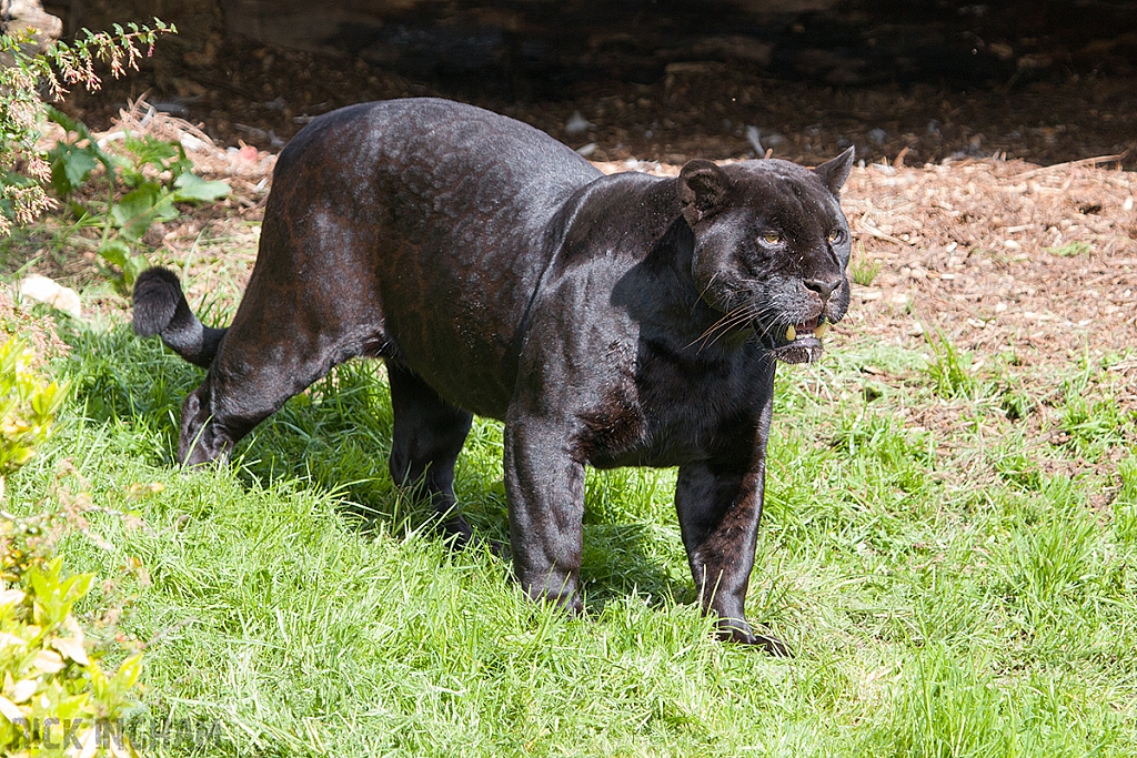 Black Jaguar