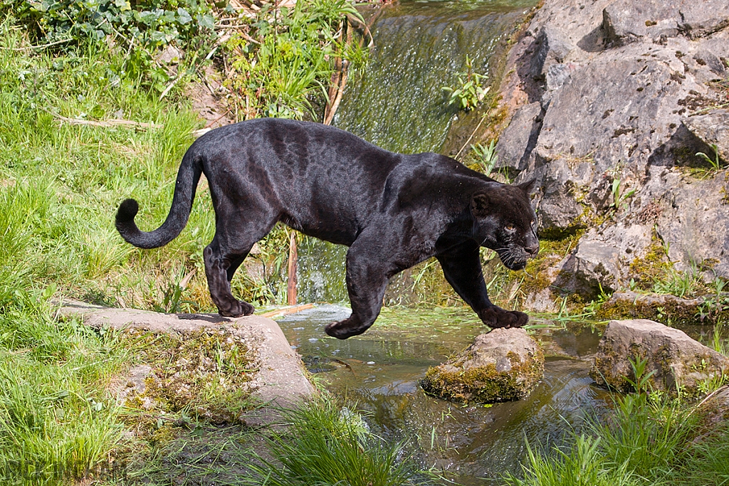 Black Jaguar