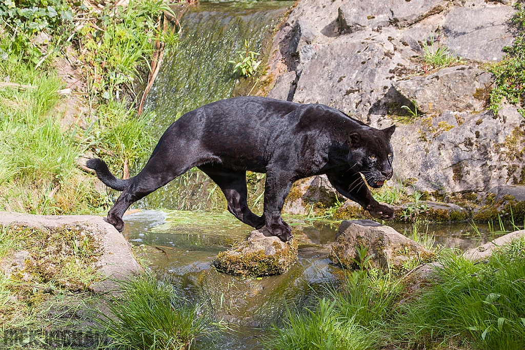 Black Jaguar