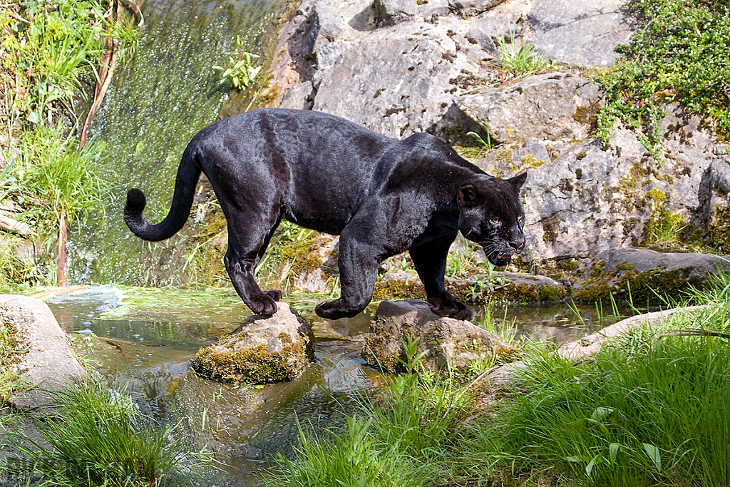 Black Jaguar