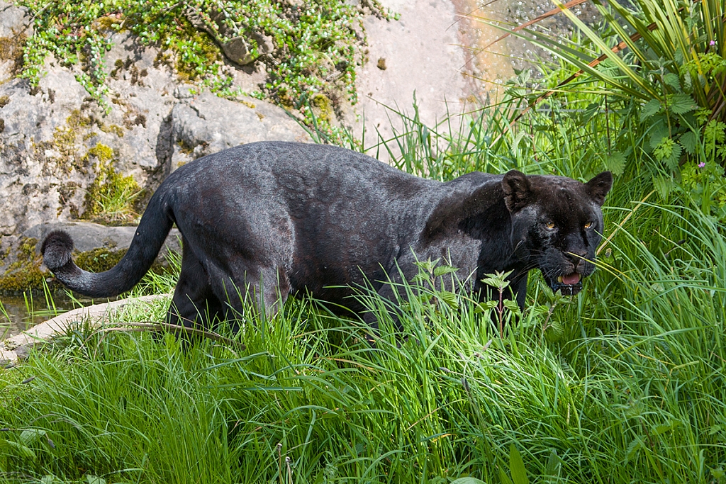 Black Jaguar