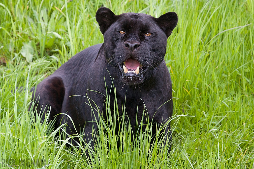 Black Jaguar