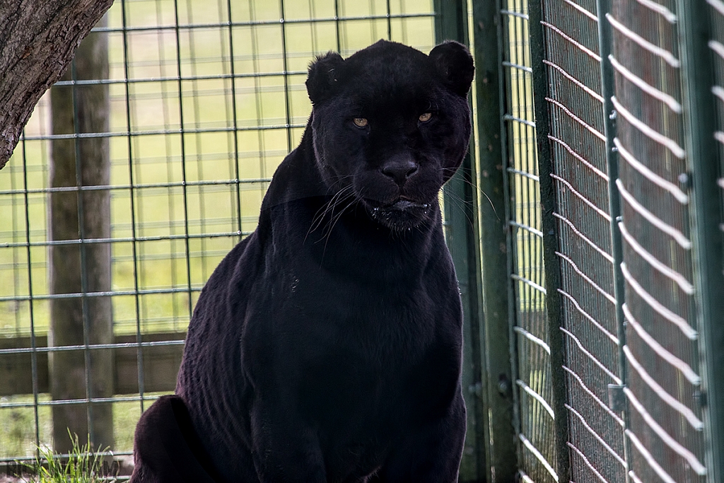 Black Jaguar