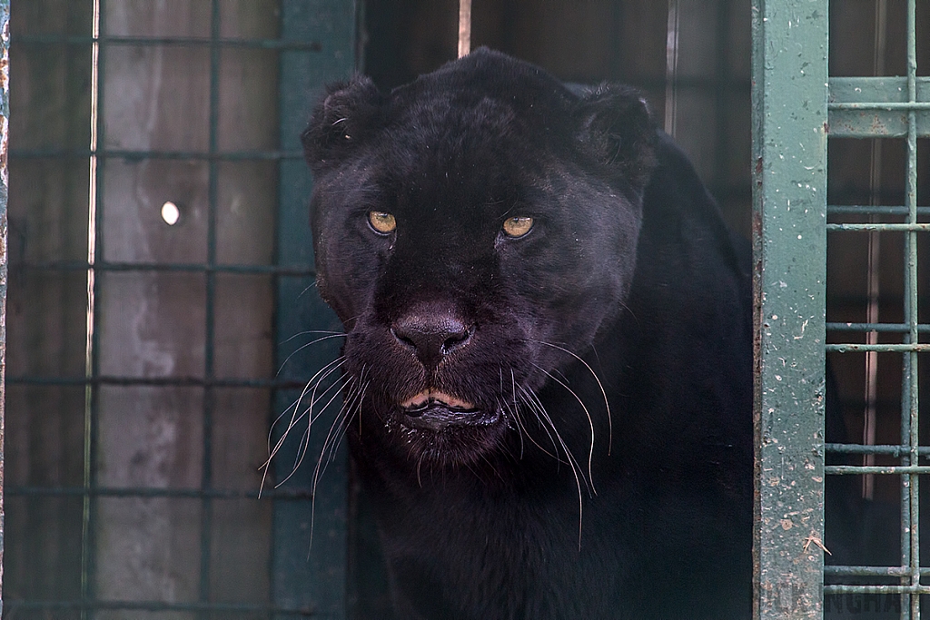 Black Jaguar
