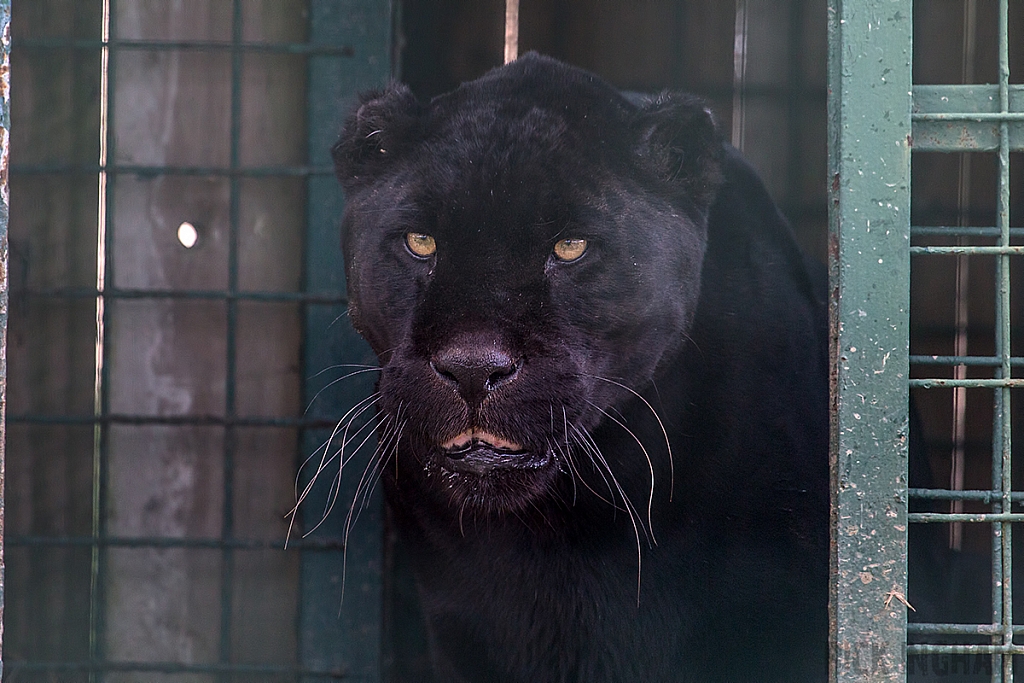 Black Jaguar