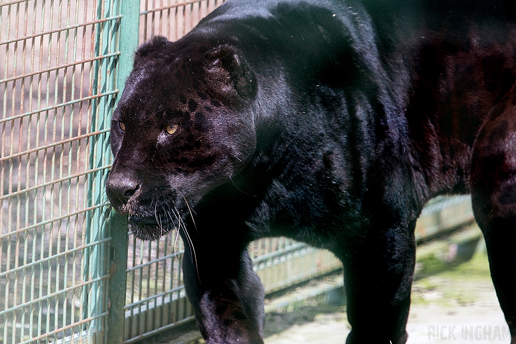 Black Jaguar