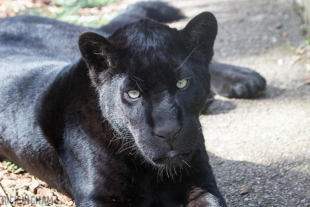 Black Jaguar