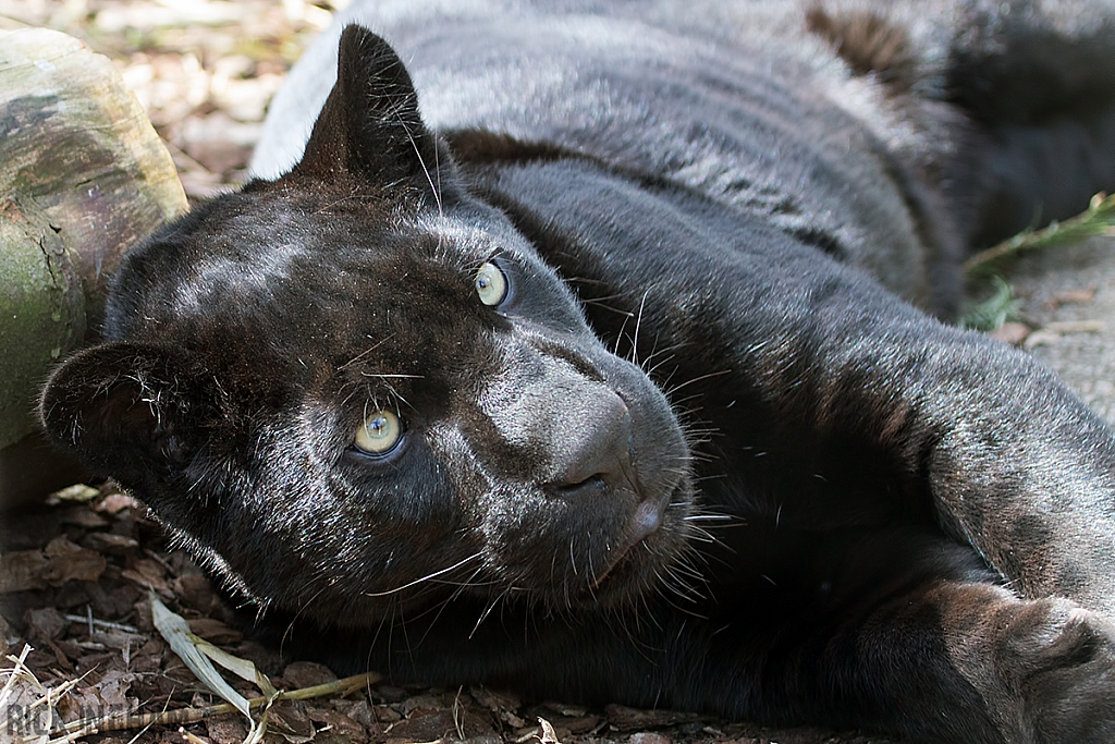 Black Jaguar