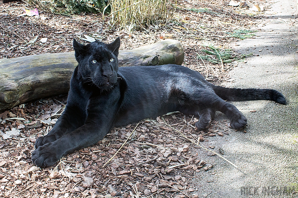 Black Jaguar