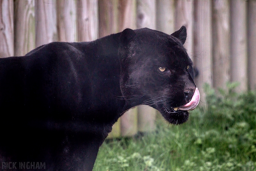 Black Jaguar