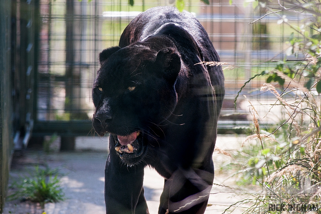 Black Jaguar