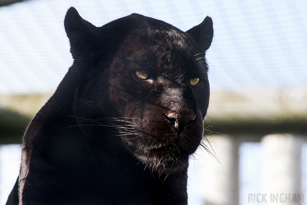 Black Jaguar