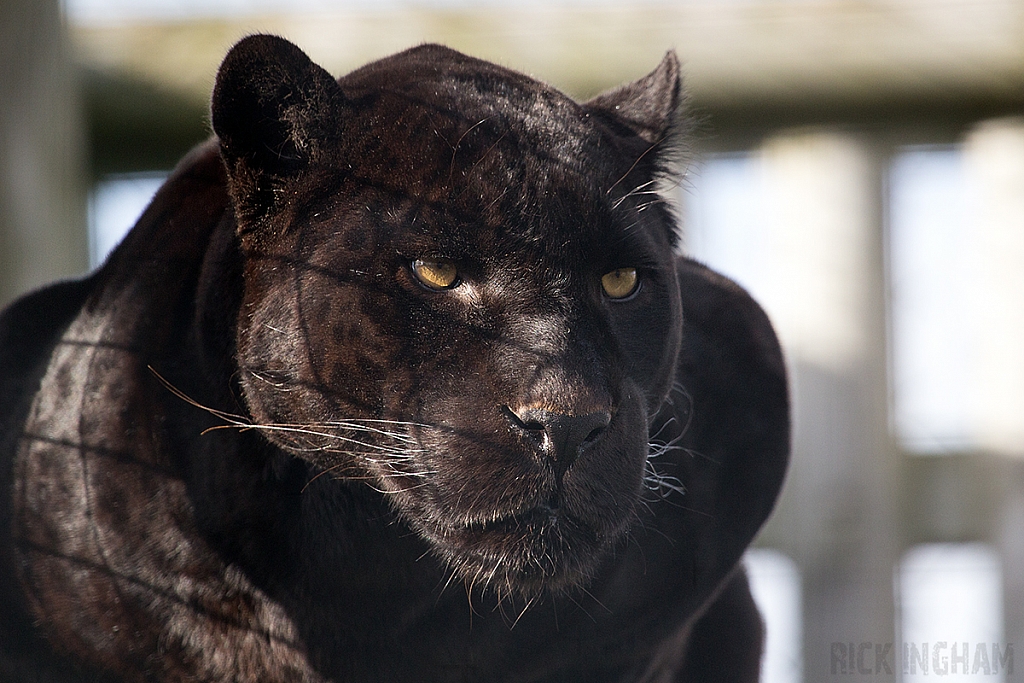 Black Jaguar