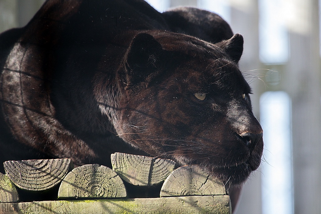 Black Jaguar