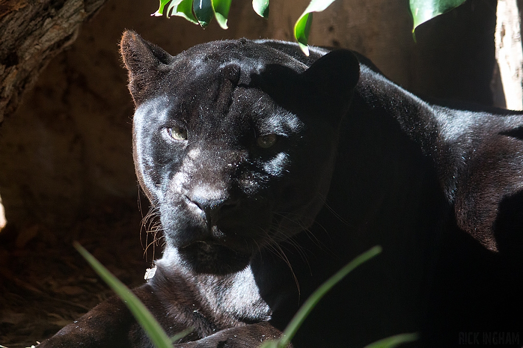 Black Jaguar