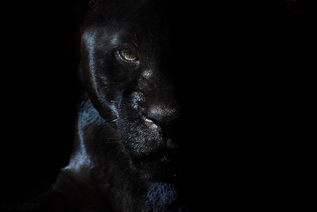 Black Jaguar