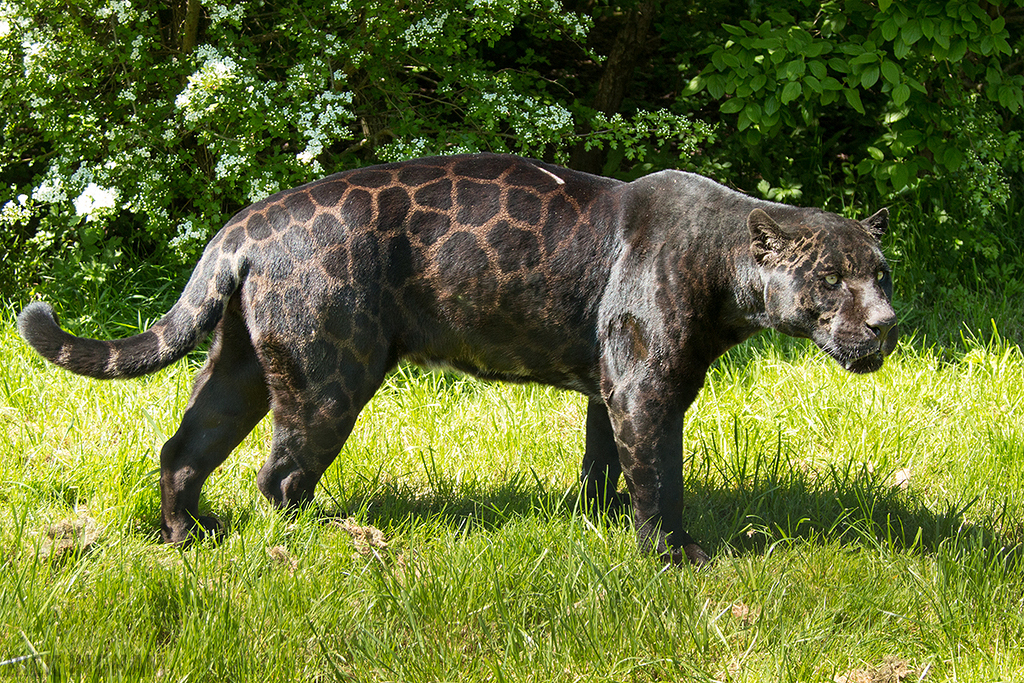 Black Jaguar