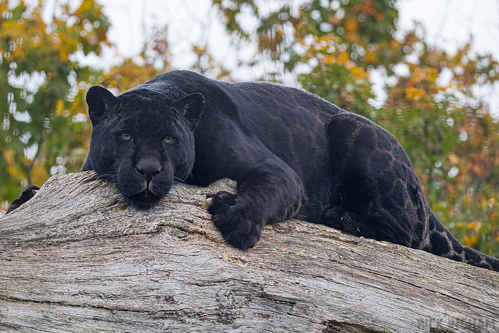 Black Jaguar