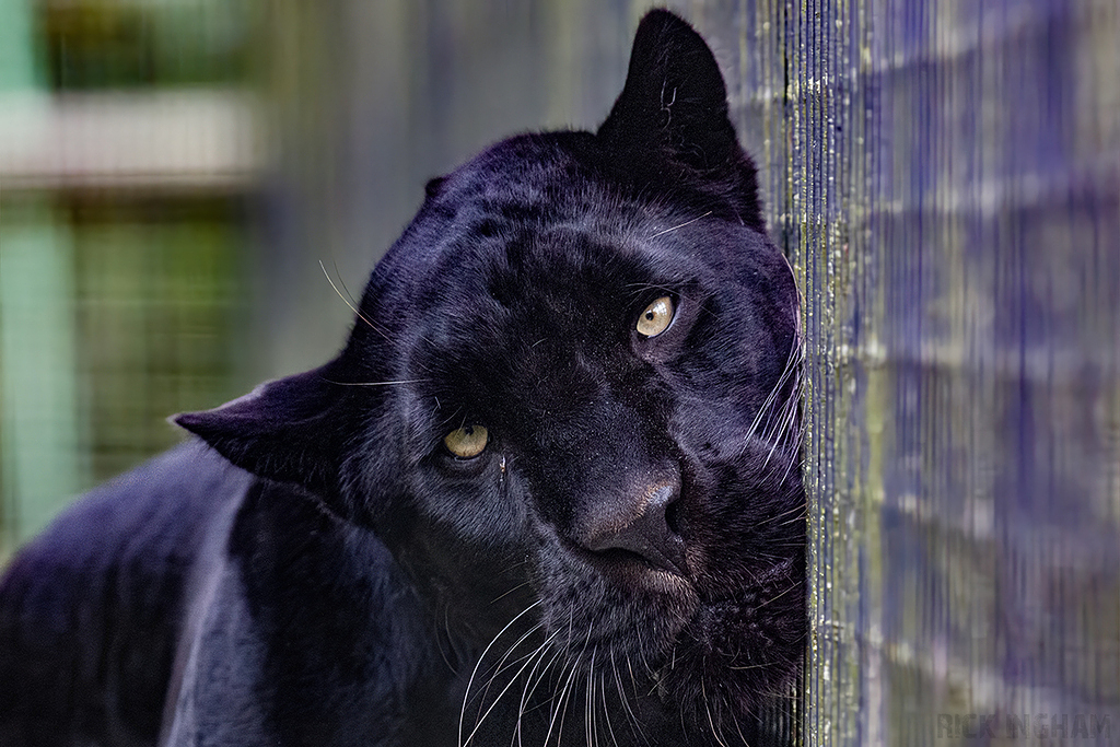 Black Jaguar