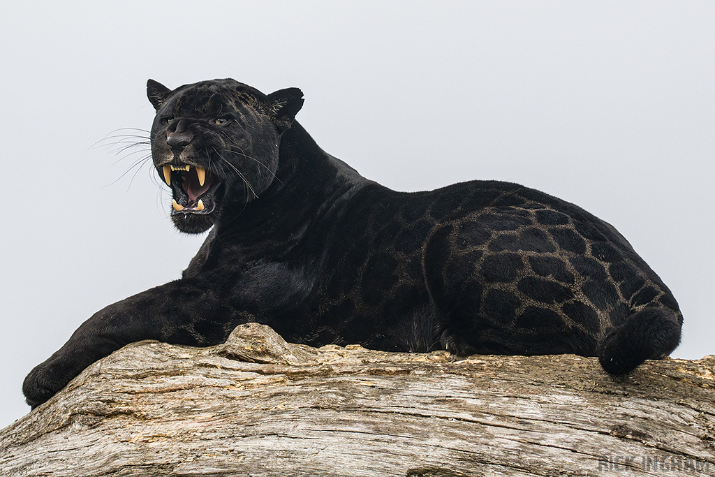 Black Jaguar