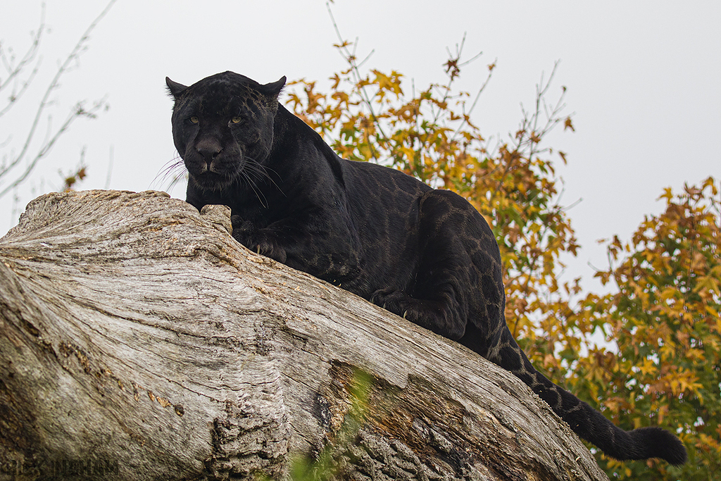 Black Jaguar