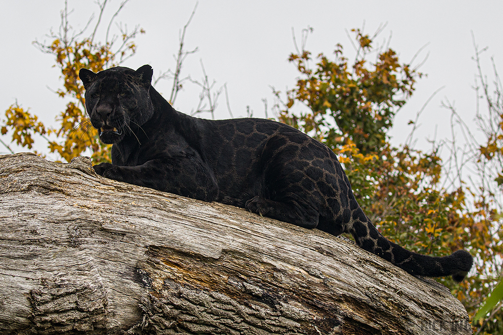 Black Jaguar