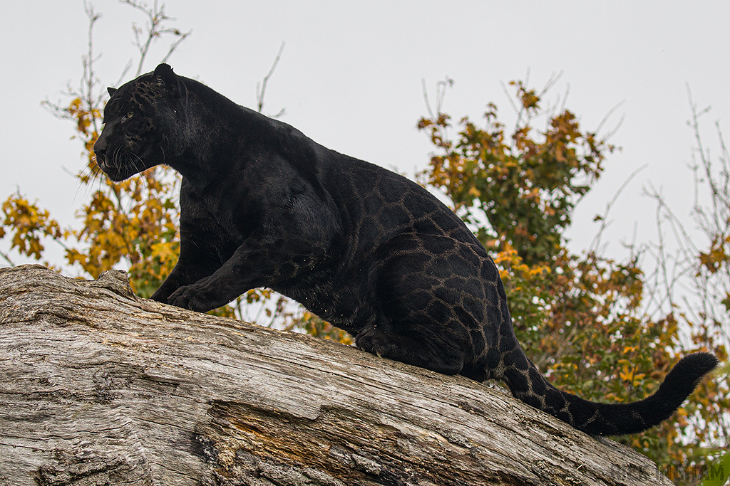 Black Jaguar