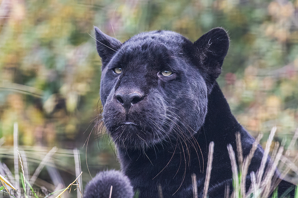 Black Jaguar