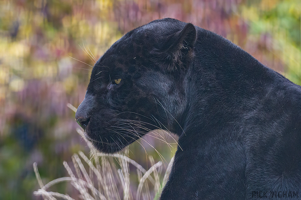 Black Jaguar