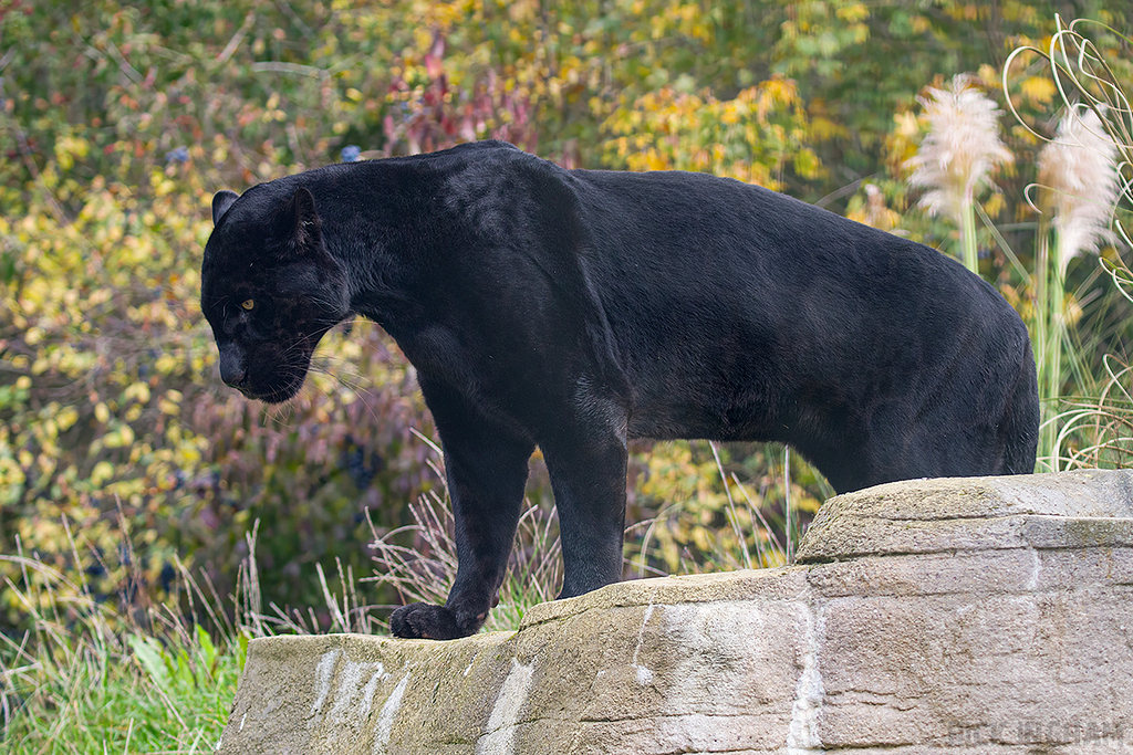Black Jaguar