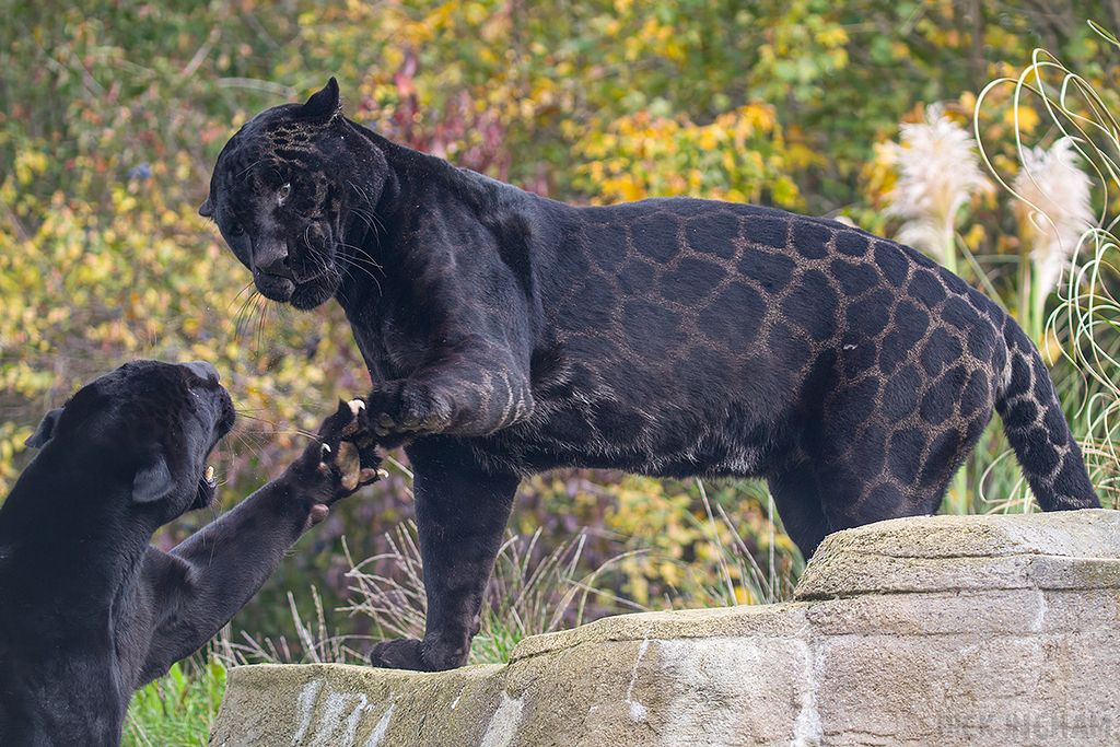 Black Jaguar